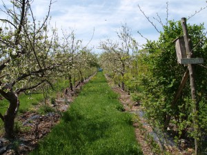 Miracle Farms Orchard Permiculture Success