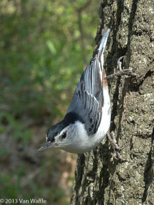 nuthatch