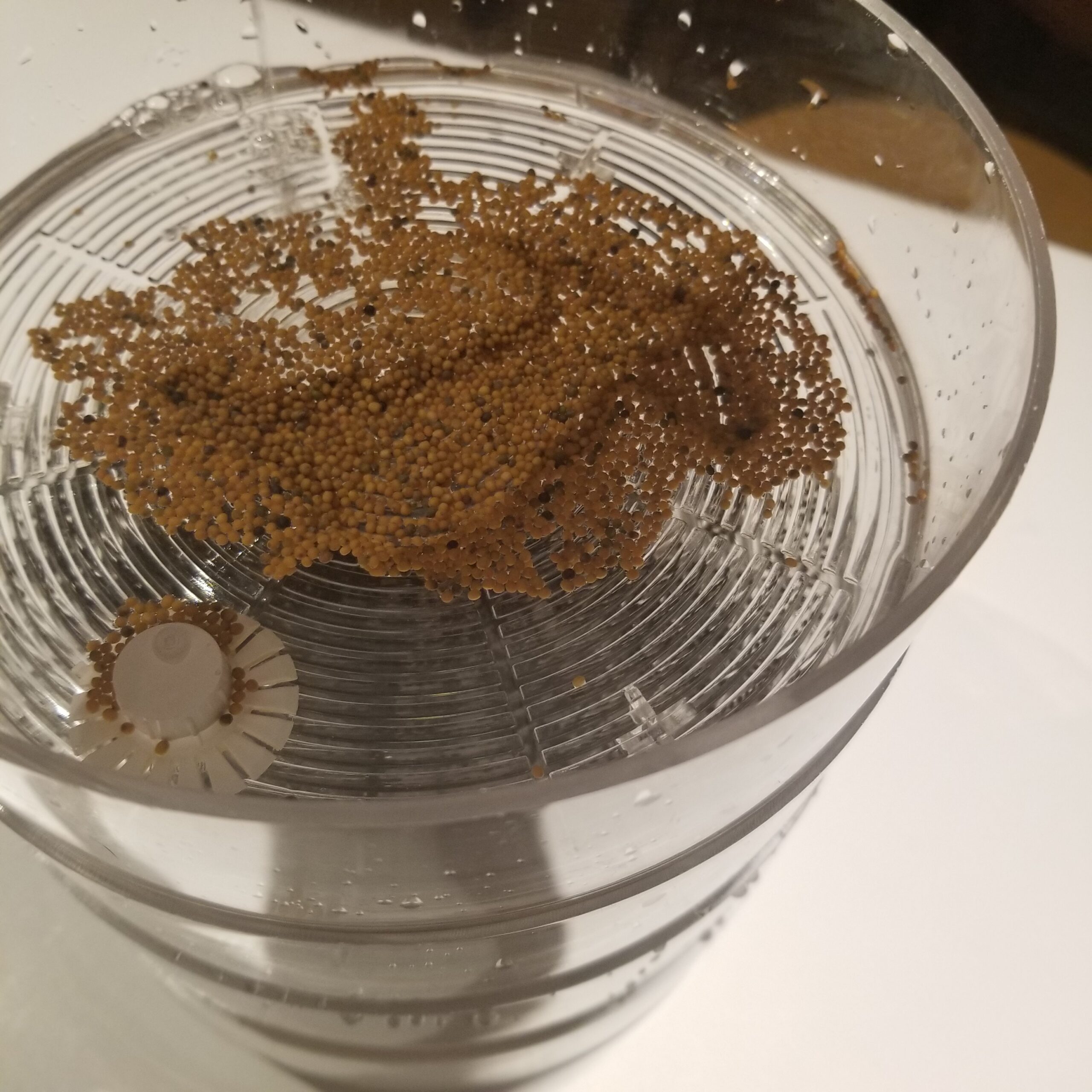 purple kholrobi seeds